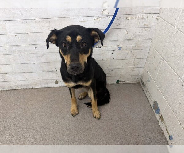 Medium Photo #1 Rottweiler Puppy For Sale in San Bernardino, CA, USA