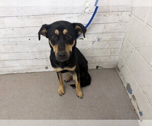 Rottweiler Dogs for adoption in San Bernardino, CA, USA