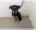 Small Rottweiler