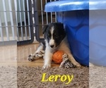 Puppy Leroy Shetland Sheepdog