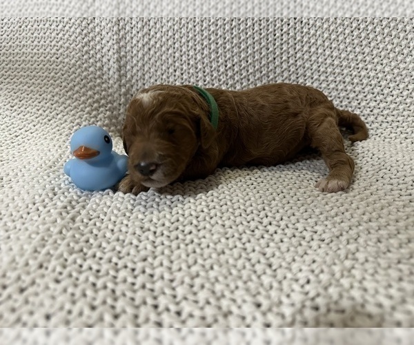 Medium Photo #10 Goldendoodle Puppy For Sale in ZOLFO SPRINGS, FL, USA