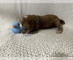Small Photo #10 Goldendoodle Puppy For Sale in ZOLFO SPRINGS, FL, USA