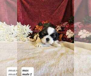 Shih Tzu Puppy for sale in SIOUX CENTER, IA, USA