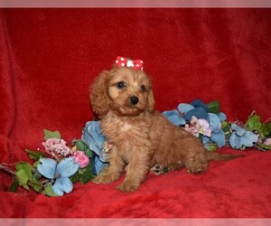 Cavapoo Puppy for sale in BARNESVILLE, KS, USA