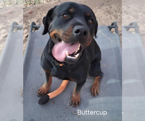 Medium Photo #2 Rottweiler Puppy For Sale in San Antonio, TX, USA