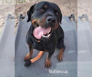 Buttercup - Female Rottweiler Dog for Adoption - Photo #2
