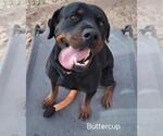 Small #1 Rottweiler