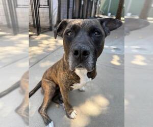 MARIPOSA - Female Mutt Dog for Adoption - Photo #2
