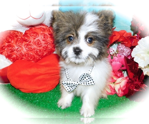 Medium Photo #2 Shiranian Puppy For Sale in HAMMOND, IN, USA