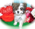 Small Photo #2 Shiranian Puppy For Sale in HAMMOND, IN, USA