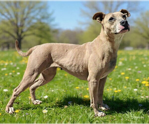 Medium Photo #5 Mutt Puppy For Sale in Talladega, AL, USA