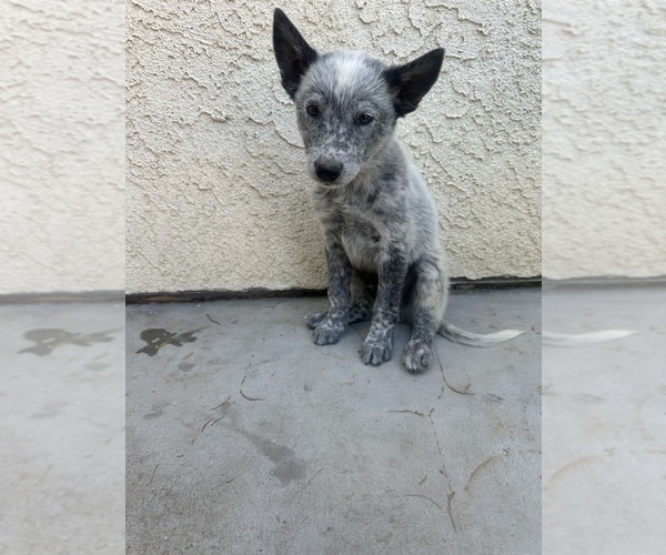 Medium Photo #6 Texas Heeler Puppy For Sale in SIMI VALLEY, CA, USA