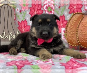 German Shepherd Dog Puppy for sale in LANCASTER, PA, USA