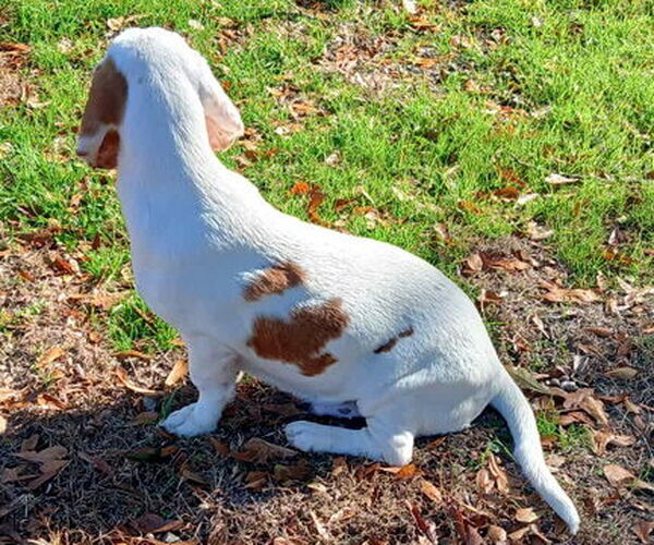 Medium Photo #5 Basset Hound Puppy For Sale in Deepwater, NJ, USA