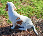 Small #4 Basset Hound