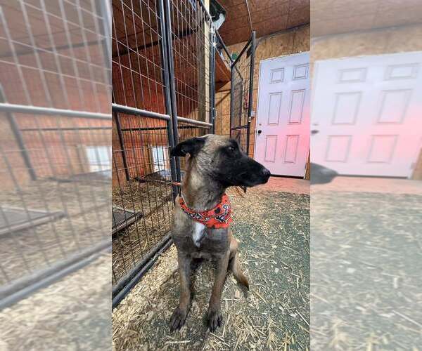 Medium Photo #2 Mutt Puppy For Sale in Imlay City, MI, USA