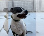 Small #2 American Pit Bull Terrier Mix