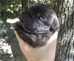 Small French Bulldog-Poodle (Toy) Mix