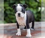 Small Boston Terrier