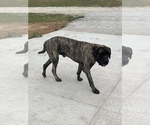 Small Photo #1 Mastiff Puppy For Sale in AXTELL, TX, USA
