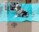 Small Photo #6 Australian Shepherd Puppy For Sale in TECUMSEH, OK, USA