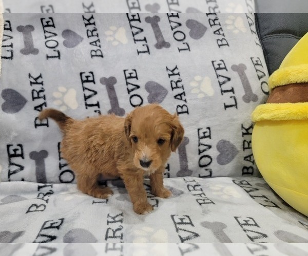 Medium Photo #8 Aussie-Poo Puppy For Sale in DORAL, FL, USA
