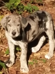 Great Dane-Labrador Retriever Mix Puppy for sale in ESTACADA, OR, USA