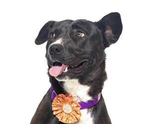 Australian Kelpie-Labrador Retriever Mix Dogs for adoption in Santa Barbara, CA, USA