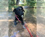 Small #1 American Pit Bull Terrier-Labrador Retriever Mix