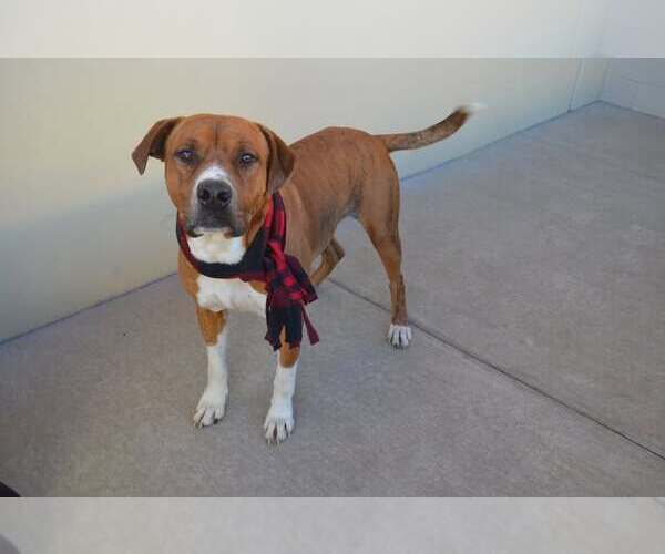 Medium Photo #1 Mutt Puppy For Sale in McKinney, TX, USA