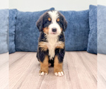 Small #1 Bernese Mountain Dog