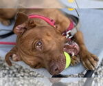 Small #2 American Pit Bull Terrier Mix