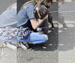 Small #2 American Pit Bull Terrier