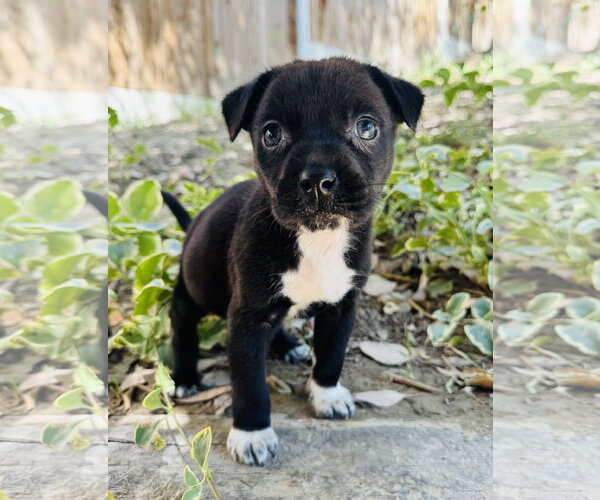 Medium Photo #1 Chihuahua-Unknown Mix Puppy For Sale in Marina Del Rey, CA, USA