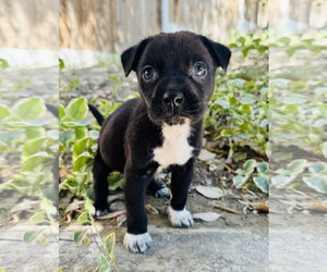 Chihuahua-Unknown Mix Dogs for adoption in Marina Del Rey, CA, USA