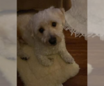 Small Photo #3 Maltese Puppy For Sale in Brooklyn Center, MN, USA