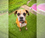 Small #3 Boxer