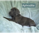 Small #3 Cane Corso