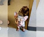 Small #1 French Bulldog