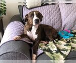 Small Mountain Cur Mix
