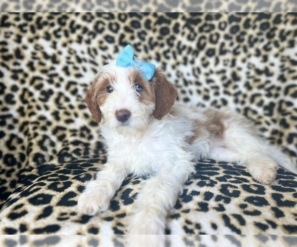 Medium Photo #7 Cavapoo Puppy For Sale in LAKELAND, FL, USA