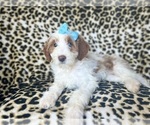 Small #6 Cavapoo