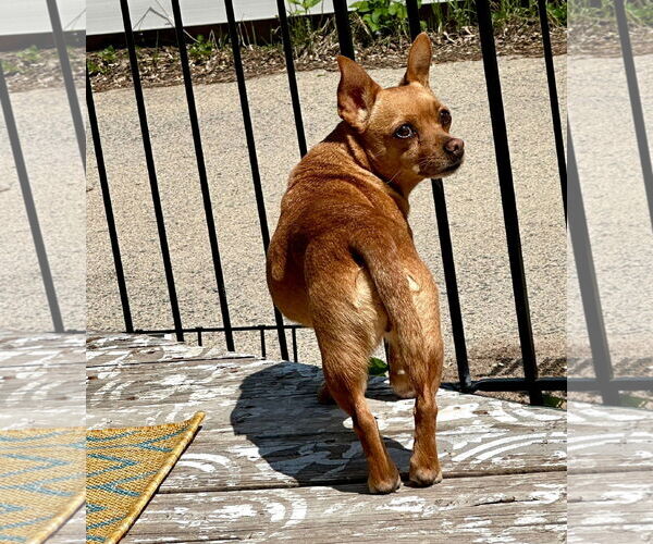 Medium Photo #1 Chihuahua-Unknown Mix Puppy For Sale in Brooklyn Center, MN, USA