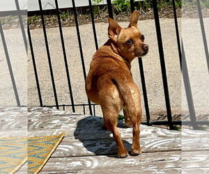 Chihuahua-Unknown Mix Dogs for adoption in Brooklyn Center, MN, USA