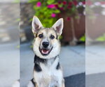 Ziggity - Female German Shepherd Dog-Unknown Mix Dog for Adoption - Small photo
