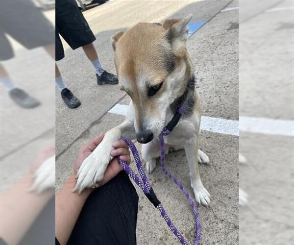 Medium Photo #1 German Shepherd Dog Puppy For Sale in Houston, TX, USA