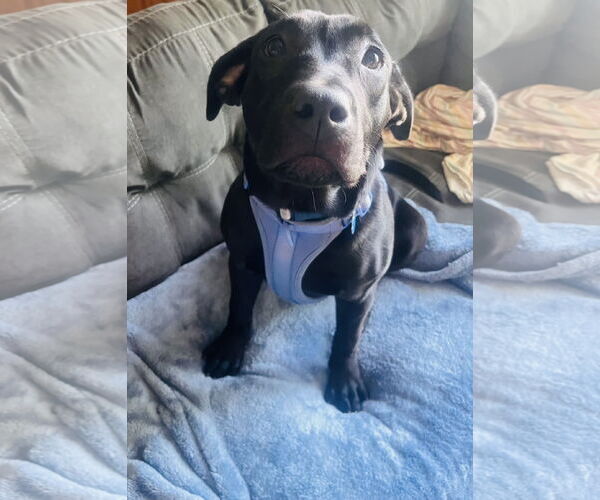 Medium Photo #7 Labrador Retriever-Unknown Mix Puppy For Sale in Princeton, MN, USA