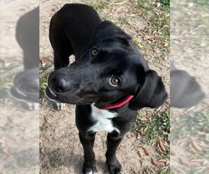 AQUA - Female Labrador Retriever-Unknown Mix Dog for Adoption - Photo #2