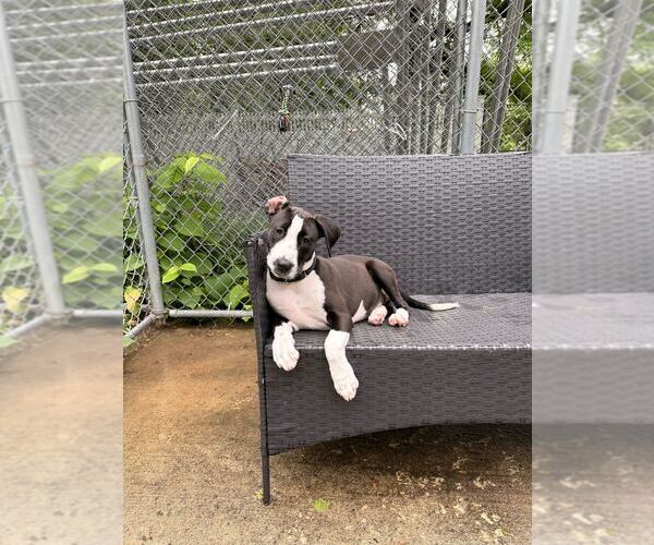 Medium Photo #3 Mutt Puppy For Sale in Elmsford, NY, USA
