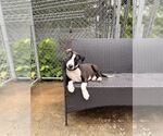 Small #2 Mutt